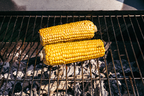 Corn cobs grilled for outdoors barbecue