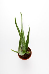 elevated view of aloe vera in pot isolated on white