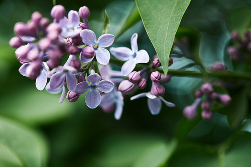 close-up shot of beautiful lilac flowers on tree outdoors