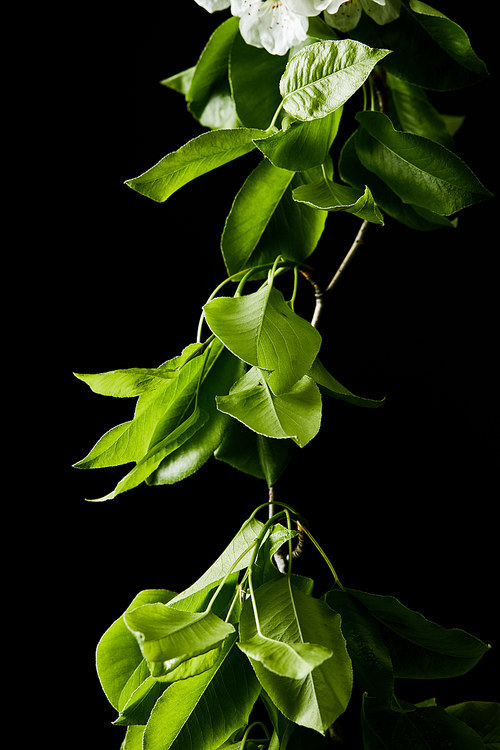 close-up shot of cherry branch with leaves isolated on white