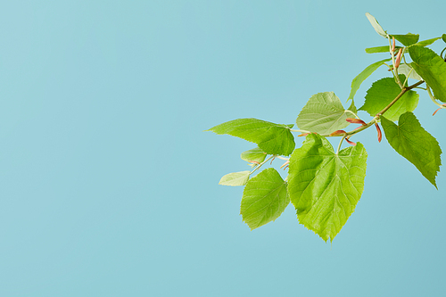 green leaves on tilia branch isolated on blue