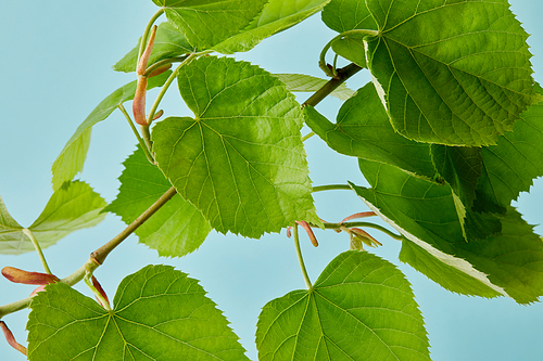 close-up shot of green linden branch isolated on blue