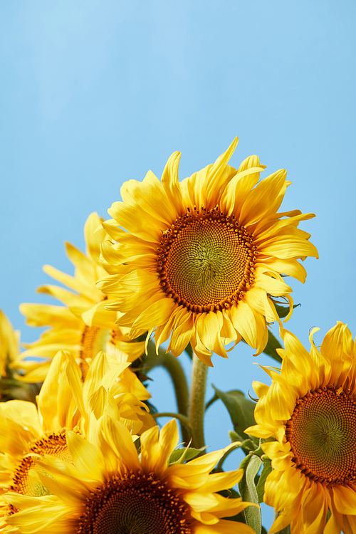 bouquet of yellow sunflowers, isolated on blue