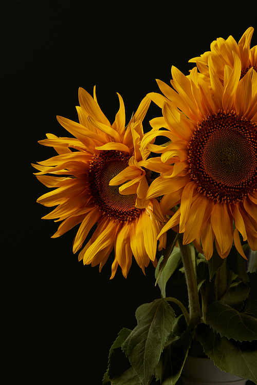 summer bouquet with beautiful orange sunflowers, isolated on black