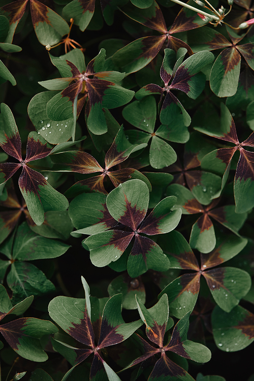 full frame image of bronze dutch clover covered by water drops background