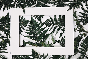 top view of green fern leaves with frame on white