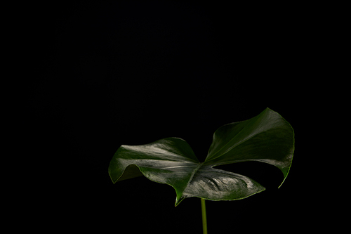 close-up view of beautiful dark green monstera leaf isolated on black background