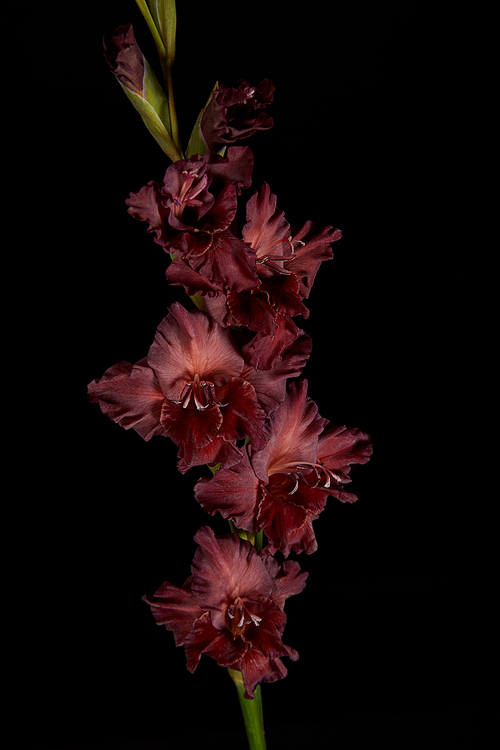 close-up view of beautiful blooming maroon gladiolus isolated on black