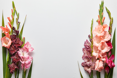 close-up view of beautiful pink and violet gladioli flowers on grey background