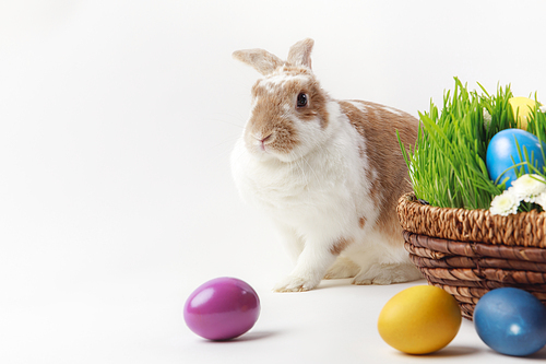Bunny and basket with grass stems and easter eggs, easter concept