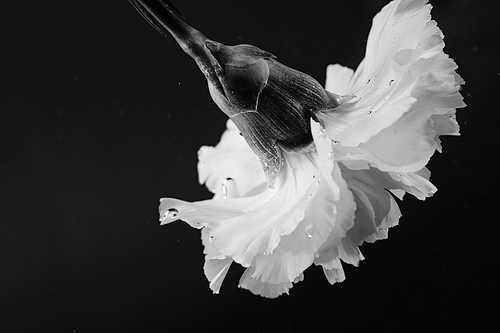 black and white photo of carnation flower in water