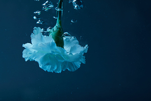 close up view of carnation flower with bubbles in water