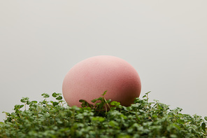 easter egg on grass isolated on grey