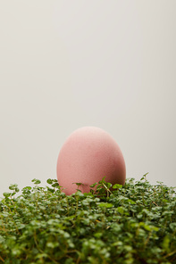 painted easter egg on grass isolated on grey