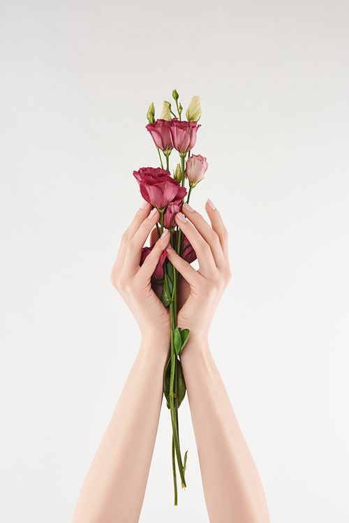 partial view of female hands with purple flowers on white background