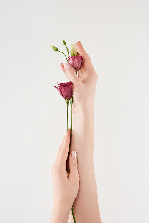 partial view of female hands with purple flowers on white background