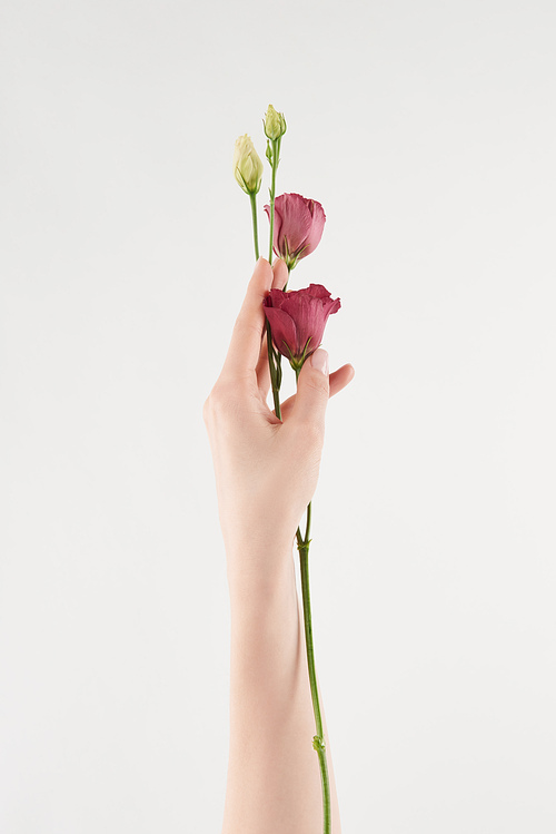 partial view of female hand with purple flowers on white background