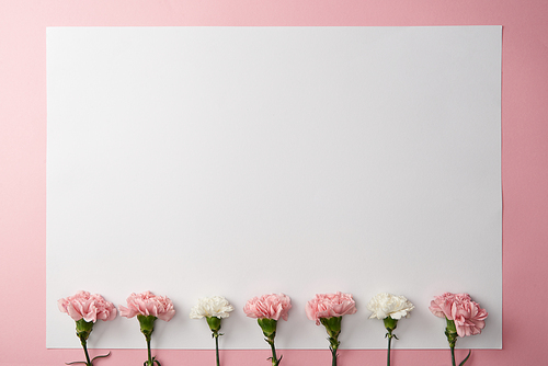 top view of beautiful pink and white carnation flowers and blank card on pink background