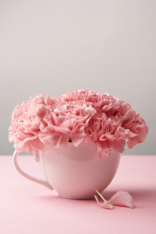 close-up view of beautiful tender pink carnation flowers in cup on grey