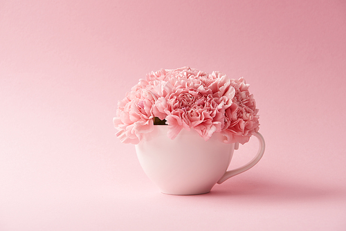close-up view of beautiful tender pink carnation flowers in white cup on pink background
