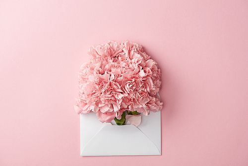 beautiful pink carnation flowers and white envelope isolated on pink