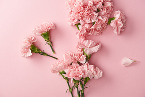 top view of beautiful pink carnation flowers isolated on pink background