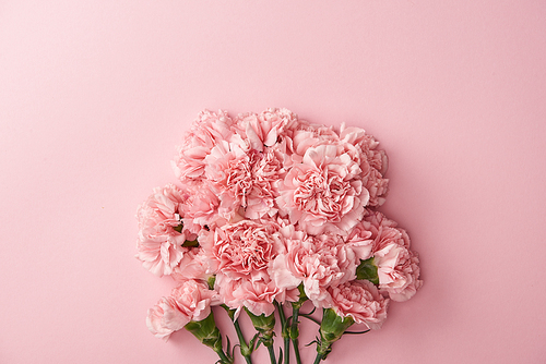 beautiful pink carnation flowers isolated on pink background