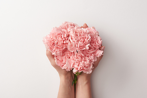 cropped shot of woman holding beautiful pink carnation flowers isolated on grey