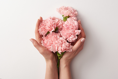 partial view of woman holding beautiful pink carnation flowers isolated on grey