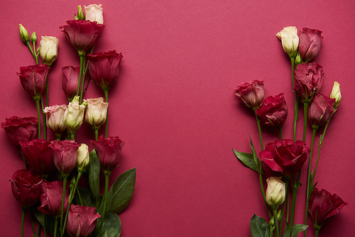 blooming eustoma flowers with green leaves on ruby background