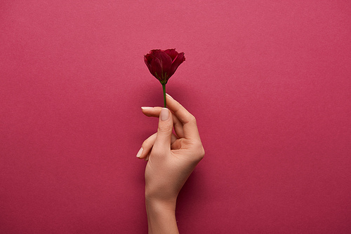 cropped view of woman holding flower in hand on ruby background