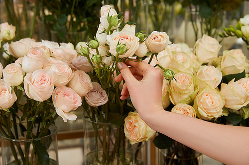 cropped view of florist touching beige roses