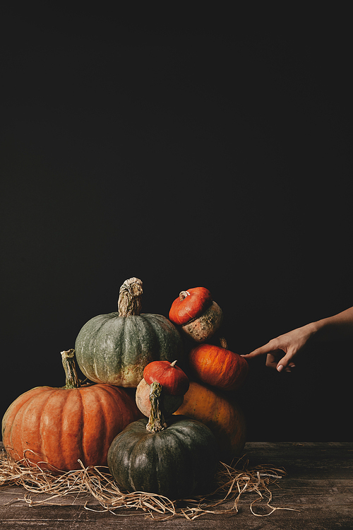cropped image of woman touching pumpkins on table| halloween concept