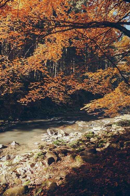 streaming mountain river in autumnal forest| Carpathians| Ukraine