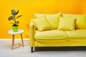 Sofa green plant on coffee table near yellow wall