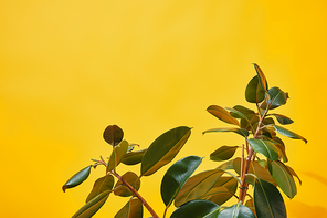 Close up of green ficus leaves on yellow background