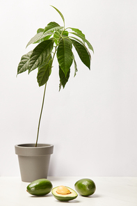 selective focus of avocados under green potted plant on grey background