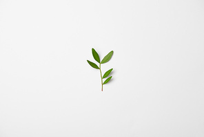 Top view of tea plant branch on white background