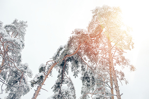 low angle view of snowy winter forest and sunlight
