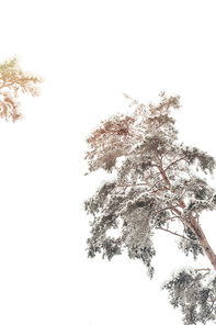 low angle view of snowy trees in winter forest