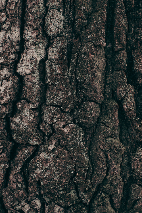 full frame of dark tree barque texture as background
