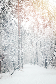 scenic view of snowy trees in winter forest