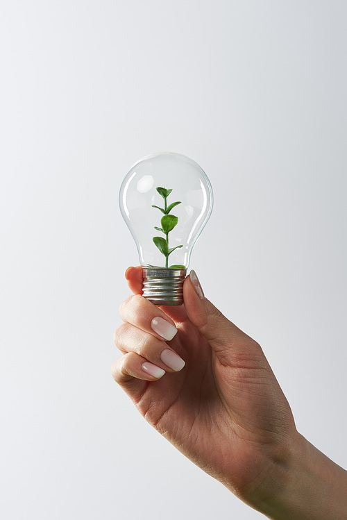 cropped view of female hand holding light bulb with green plant on white background