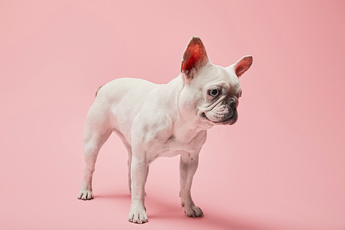 white french bulldog with dark nose on pink background