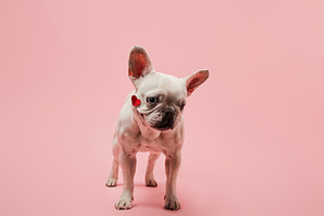 white french bulldog with red heart on muzzle and black nose on pink background