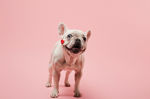 french bulldog with red heart on muzzle and black nose on pink background
