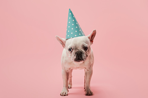 french bulldog with blue birthday cap on pink background