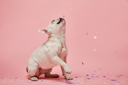 white french bulldog with confetti on pink background