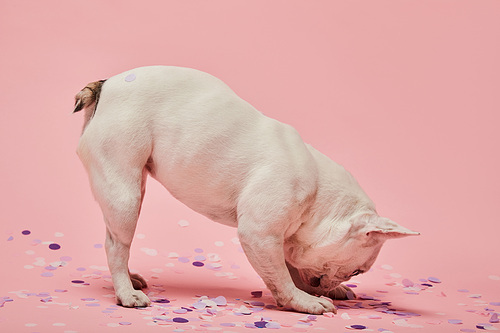 light coloured dog with head down and confetti on pink background