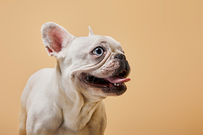 french bulldog with dark nouse and mouth on beige background